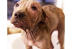 เผยชีวิตปรินเซส สุนัขขี้เรื้อนที่น่ารักได้ภายใน 3 เดือน