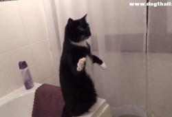 คลิปน่ารักๆ แมวเหมียวส่องกระจก โบกไม้โบกมือน่ารักเชียว