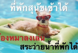 ที่พักสุนัขเข้าได้ ที่น้องหมาเล่นน้ำในสระว่ายน้ำที่พักได้ ทั่วไทย มีที่ไหนบ้างพาน้องหมามามุงกัน
