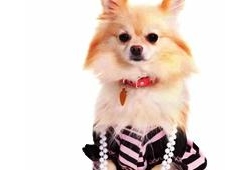 รวมพลคนรักชิวาวา ครั้งที่ 3