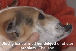 เรื่องราวดีดี เทเรซ่า หมาไทยถูกสับหน้าจนเละ จมูก-ปากหาย ได้รับชีวิตใหม่ หลังสาวอเมริกันนำตัวไปรักษา