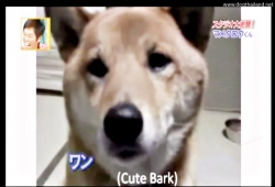 คลิปหมาน่ารักสุดๆ สุนัขที่”เห่า”ได้น่ารักที่สุดในโลก