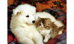 สัญญาณเตือนภัย โรคหัวใจในสัตว์เลี้ยง