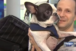 นักบินฮีโร่เอาเครื่องบินลงจอดช่วยชีวิตน้องหมา เหตุฮีทเตอร์ในห้องเก็บสัมภาระไม่ทำงาน