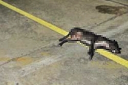 อนาถ! สุนัขสตช.ถูกวางยาตาย ลือ รับนายกฯมาประชุม