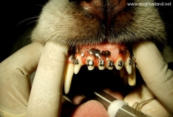 น้องหมาจัดฟัน ได้ด้วย นะเออ รู้ยังจะจัดฟันได้ก็ต่อเมื่อ