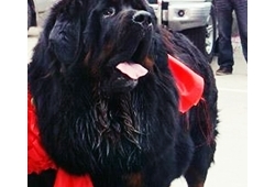 สุนัขแพงที่สุดในโลก Tibetan Mastiff
