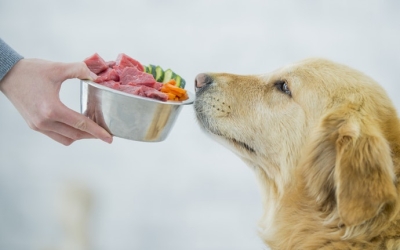 5 อาหารคน ที่สุนัขกินได้ ดีต่อสุขภาพด้วย มีอะไรบ้างนะ