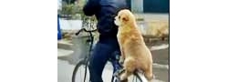 เฮ้ย! หมานั่งซ้อนท้ายรถจักรยาน น่ารักโคตรๆ