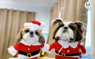 ชุดคริสต์มาสสัตว์เลี้ยง ชุดซานตาคลอสสุนัข ซานตาครอส ชุดซานต้าหมา เสื้อหมา เสื้อแมว ชุดแฟนซีหมาแมว ซานต้าหมา ซานต้าแมว คริสมาสหมา คริสต์มาสสัตว์เลี้ยง