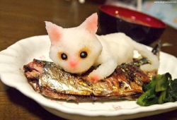 แมวกับปลาซาบะ เห็นแบบนี้กล้ากินกันไหม อูยยน่ารัก