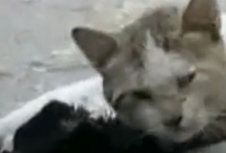 เศร้า เจ้าแมวเคียงข้างคู่รักที่นอนตาย จนวินาทีสุดท้าย