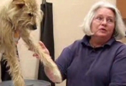 สุนัขขาหักคลานกลับบ้าน หลังทอร์นาโดซัดกว่า3สัปดาห์