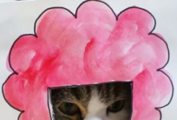 ดูคลิปน่ารักๆ แมว มารุ เปลี่ยนทรงผม