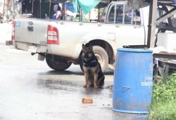 เศร้า..น้องกาแฟ สุนัขผู้กล้ารับใช้ชาติ ค้นหาทุ่นระเบิด ตายแล้ว จากโรคพยาธิในเม็ดเลือด
