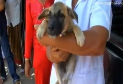 คลิปสุนัขพูดได้ที่ชัยภูมิ หมาพูดได้ชาวบ้านแห่พิสูจน์ จนหมาป่วย