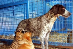 มิตรภาพ .. ต่างสายพันธ์ น้องหมา เสือ แม่หมา น่ารักมากๆ