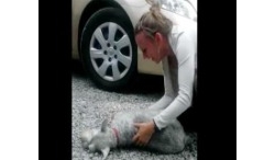 คลิปน่ารักๆ หมาไม่เจอเจ้าของนาน 2 ปี ดีใจจนเป็นลม