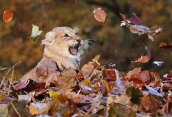 ภาพสัตว์โลกน่ารัก ลูกสิงโต เล่นกับใบไม้ ผลที่ได้คือ