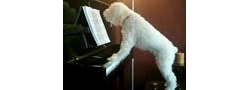 คลิป น้องหมาเล่นเปียโน ร้องเพลงได้อีก