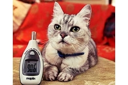 อึ้ง! แมวครางดังกว่า 92 เดซิเบล