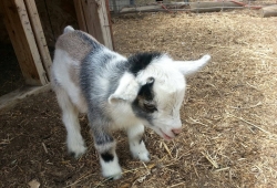 Cute baby goat ลูกแกะน่ารักๆ รวมภาพสัตว์โลกน่ารัก
