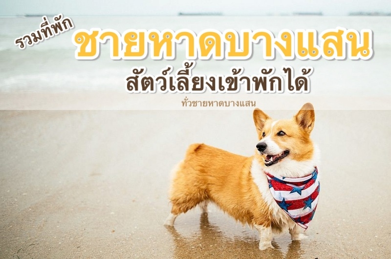 ที่พักบางแสน สัตว์เลี้ยงเข้าพักได้ วิวสวย ติดทะเล ราคาไม่แพงทั่วหาดบางแสน -  ชลบุรี โรงแรม ที่พักหมาพักได้ - Pet Friendly Hotel Thailand 2023  ที่พักสัตว์เลี้ยงพักได้ ที่พักสุนัขพักได้ ที่พักหมาแมวพักได้ ทั่วไทย -  อุปกรณ์พกพา - Powered By Discuz!