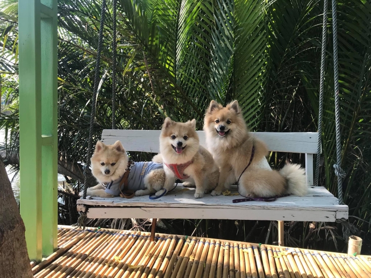 รีวิวที่พักสัตว์เลี้ยงเข้าพักได้ ริมธารา โฮมสเตย์ แม่กลอง สมุทรสงคราม  ที่พักริมน้ำแม่กลอง-อัมพวา น้องหมาพักฟรี - สมุทรสงคราม โรงแรม ที่พักหมาพักได้  - Pet Friendly hotel Thailand 2023 ที่พักสัตว์เลี้ยงพักได้ ที่พักสุนัขพักได้  ที่พักหมาแมวพักได้ ทั่วไทย ...