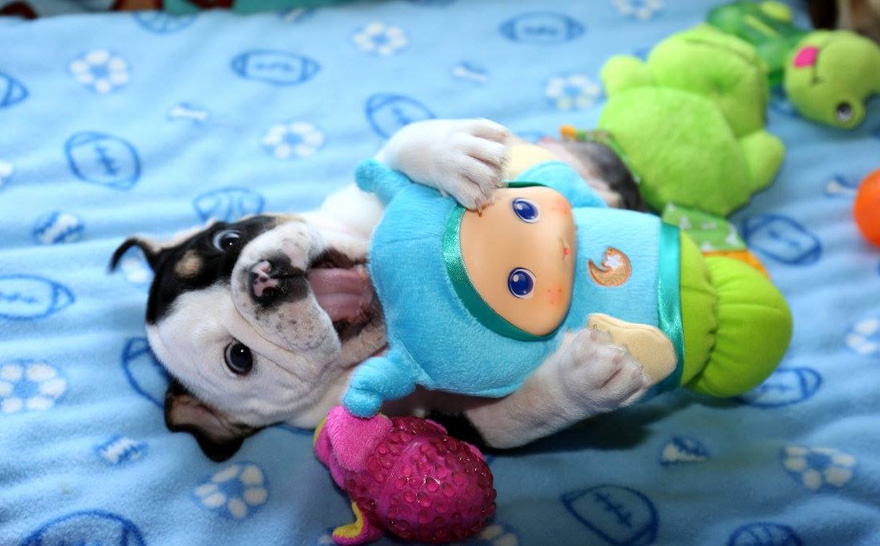 puppy-born-2-legs-half-bulldog-twice-heart-bonsai-6.jpg