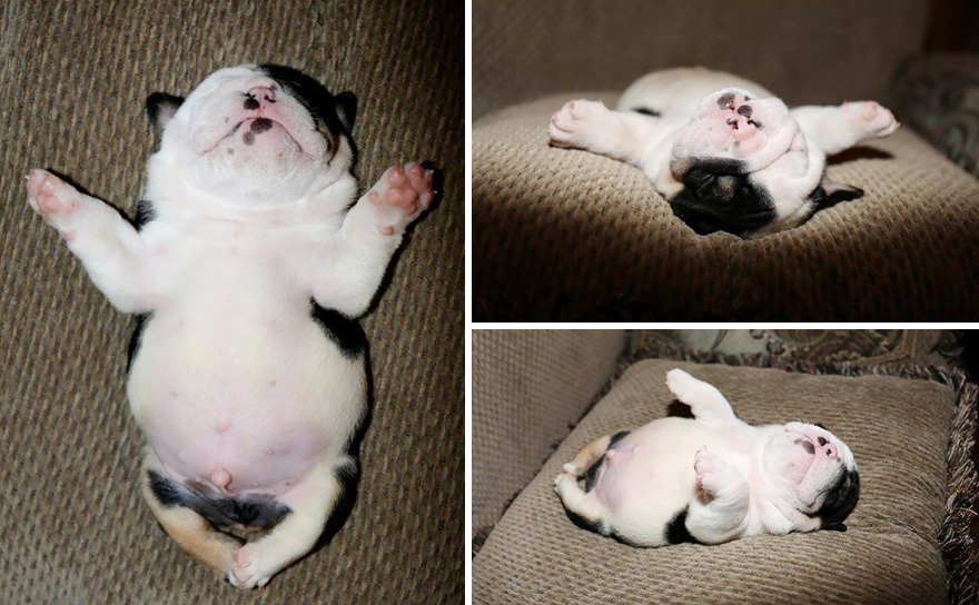 puppy-born-2-legs-half-bulldog-twice-heart-bonsai-10.jpg