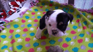 puppy-born-2-legs-half-bulldog-twice-heart-bonsai-21.gif