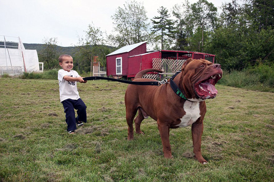 hulk-pitbull-largest-puppies-4.jpg
