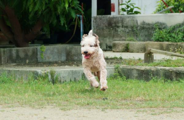 www.dogthailand.net14-20150909.jpg