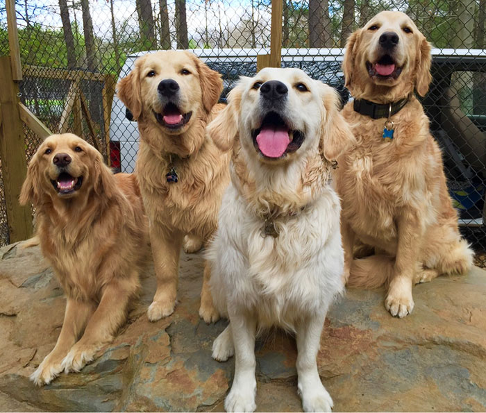post-the-happiest-dogs-who-show-the-best-smiles-23__700.jpg