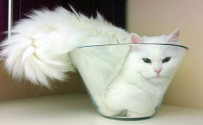 funny-liquid-cats-latest.jpg