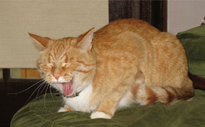 funny-cats-sneezing-latest.jpg