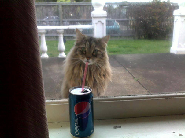 funny-perfectly-timed-cat-photo-20__605.jpg