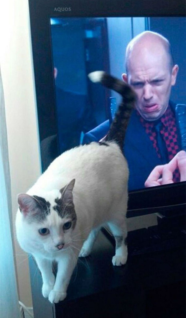 funny-perfectly-timed-cat-photo-21__605.jpg