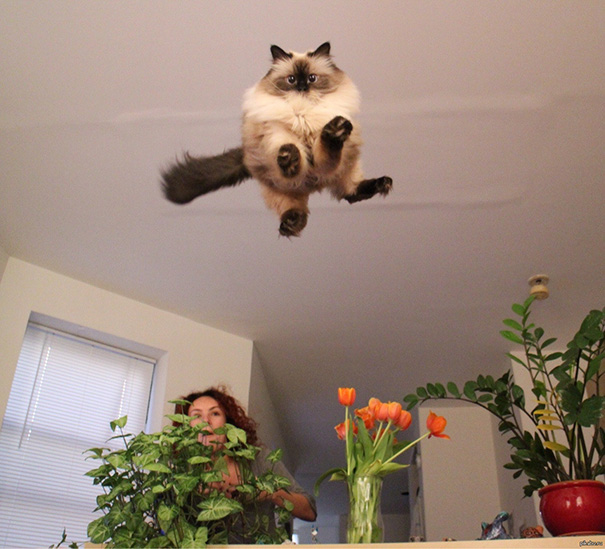 funny-perfectly-timed-cat-photo-55__605.jpg
