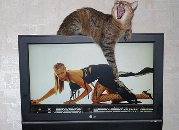 funny-perfectly-timed-cat-photo-58__605.jpg
