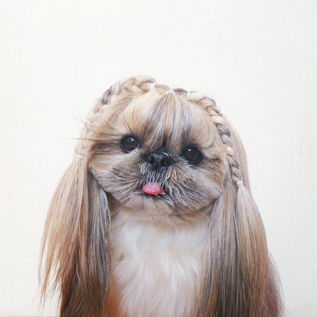 pekingese-dog-hairstyles-kuma-5.jpg
