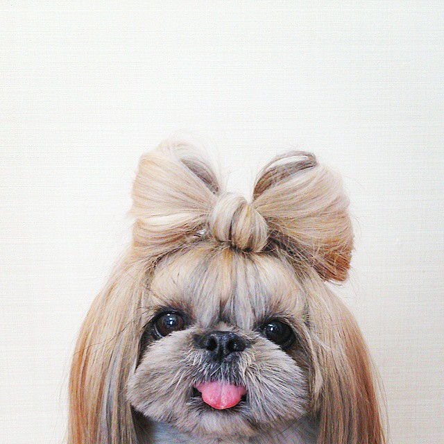 pekingese-dog-hairstyles-kuma-8.jpg