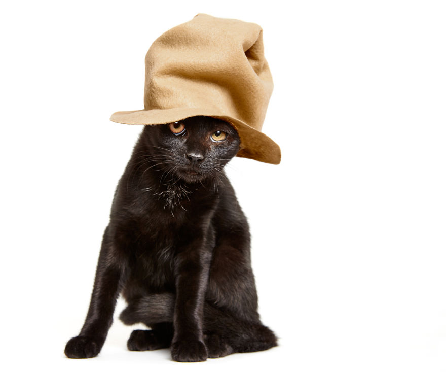 we-created-hats-for-shelter-cats-to-help-them-get-adopted-6__880.jpg