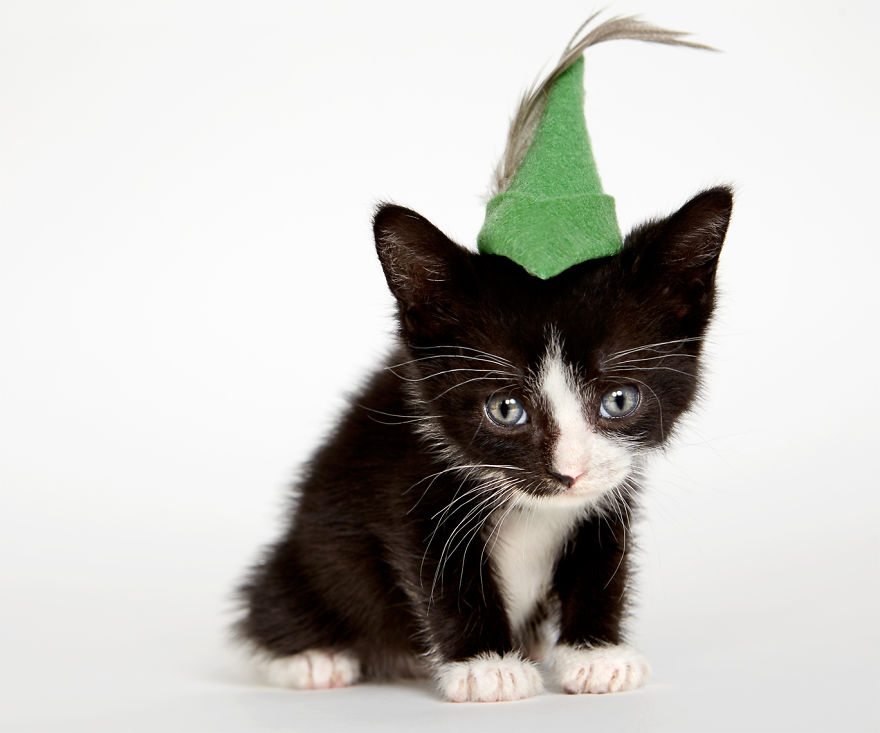 we-created-hats-for-shelter-cats-to-help-them-get-adopted-5__880.jpg
