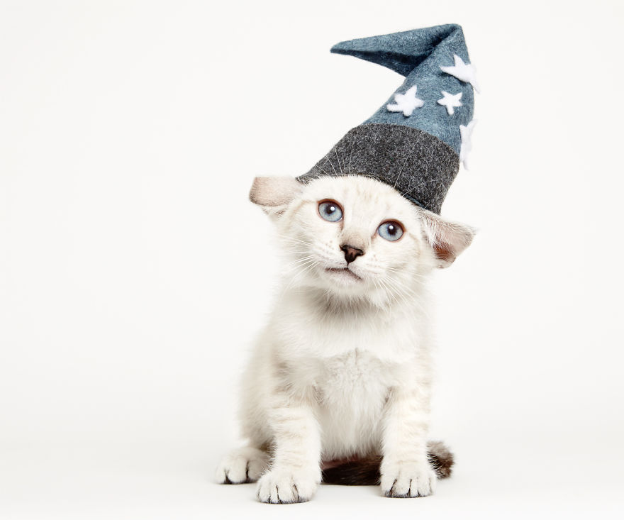 we-created-hats-for-shelter-cats-to-help-them-get-adopted-3__880.jpg