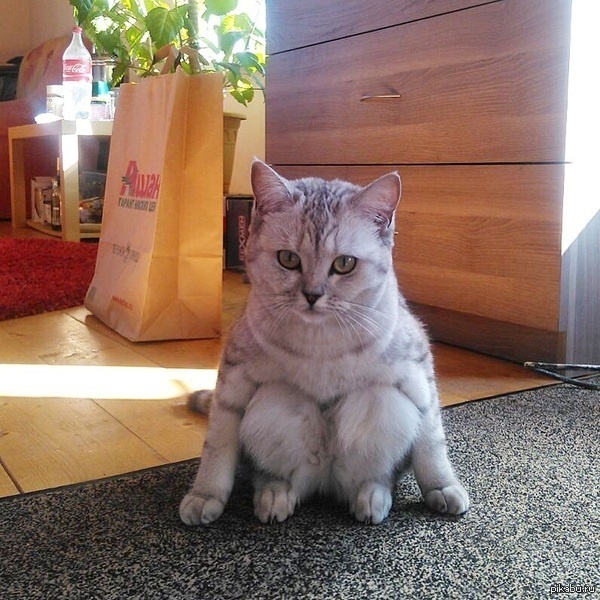 sitting-cat-13.jpg