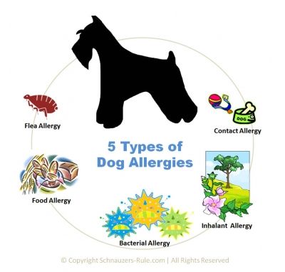 dog-allergies.jpg