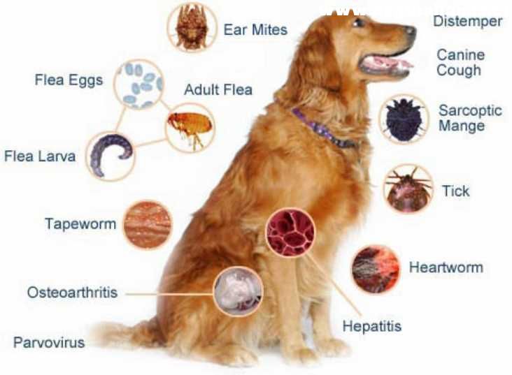 Dog-Diseases.jpg
