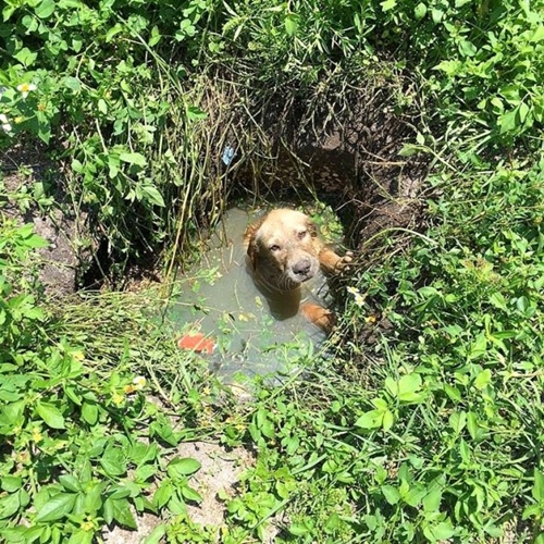 6_16_16-Police-Officer-Adopts-the-Puppy-He-Saved-from-Drowning1-590x590.jpg