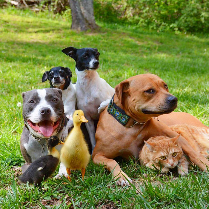 unusual-animal-friendship-dogs-cat-ducks-kasey-and-her-pack-18a.jpg